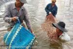 Phú Yên: Chuẩn bị tốt cho vụ tôm mới